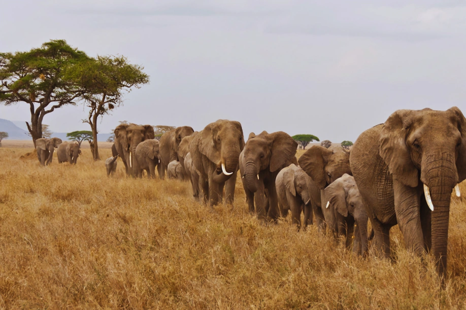 Afrique